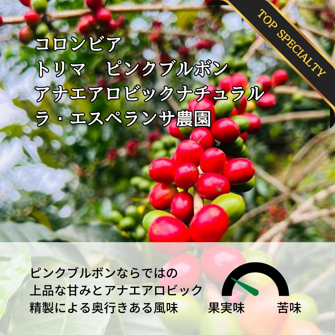 コロンビア トリマ ラ・エスペランサ農園 ピンクブルボン アナエアロ