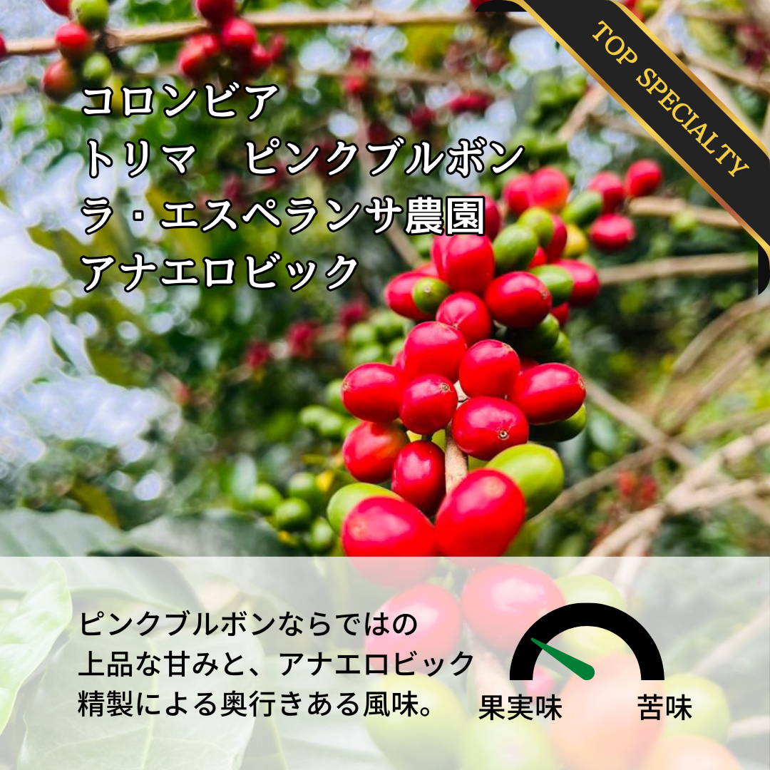 コロンビア トリマ ラ・エスペランサ農園 ピンクブルボン アナエロビック