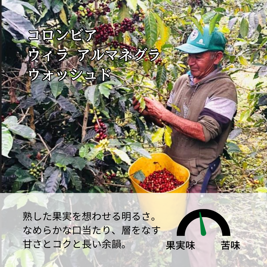 コロンビア ウィラ アルマネグラ ウォッシュド