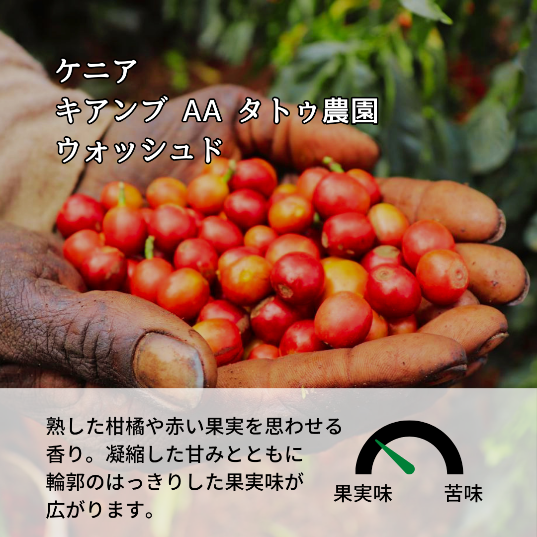 ケニア キアンブ AA タトゥ農園 ウォッシュド｜Botarhythm のスペシャルティコーヒー豆
