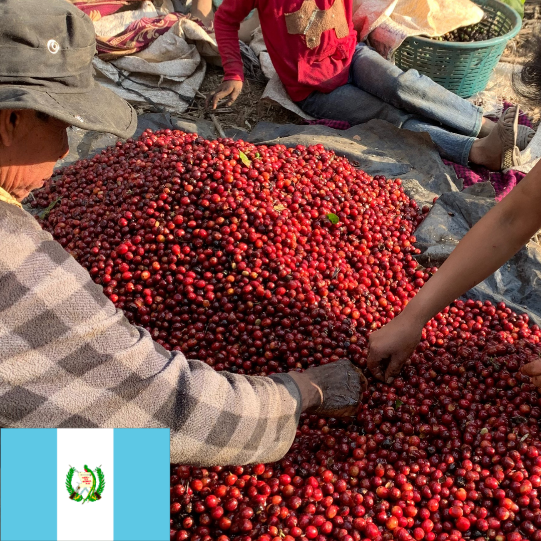 グアテマラ アンティグア サンタクララ農園 ブルボン フリーウォッシュド