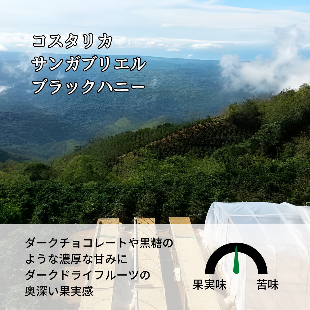 コスタリカ セントラルバレー サンガブリエル ブラックハニー
