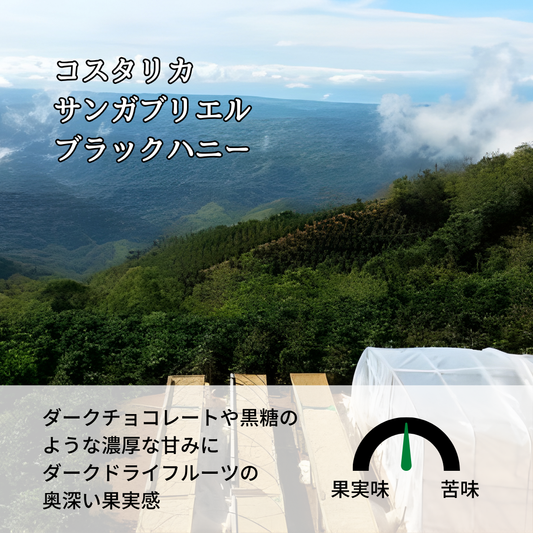 コスタリカ セントラルバレー サンガブリエル ブラックハニー