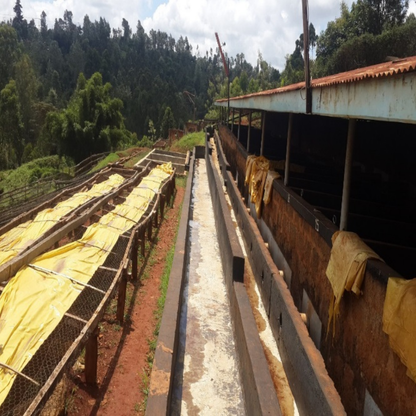 ケニア キリニャガ AB キイ ウォッシュド