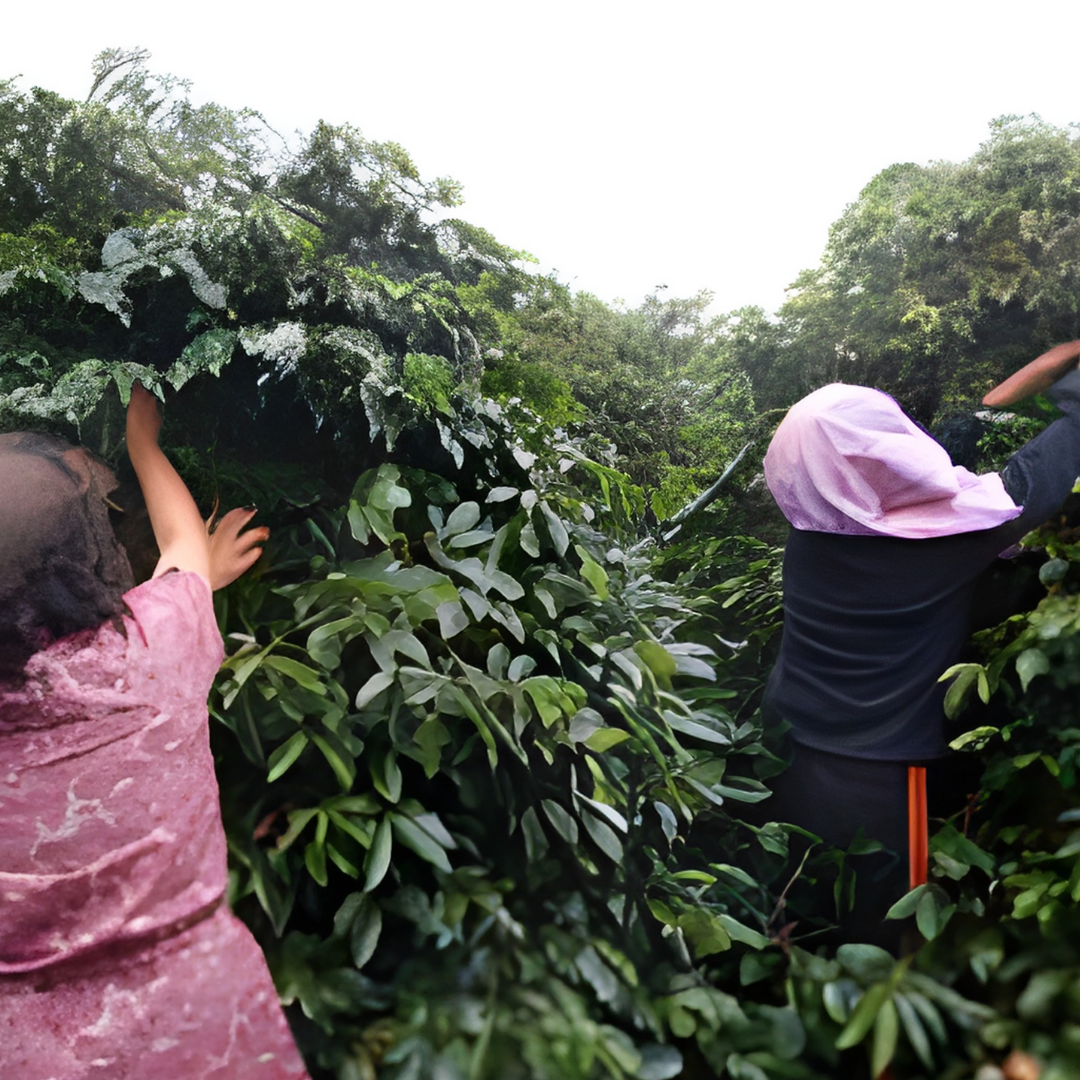 インドネシア リントン マンデリン ブルーバタック