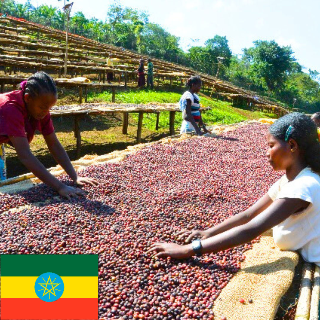 エチオピア イルガチェフェ G1 ナチュラル レゲッセ イディド